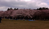 三神峯公園の桜